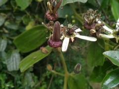 Passiflora bogotensis