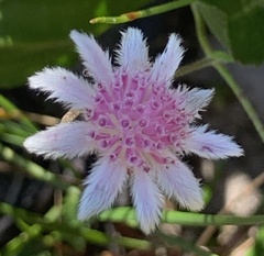Actinotus forsythii