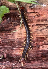 Cormocephalus