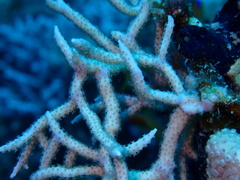 Melithaea rubrinodis