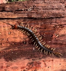 Cormocephalus