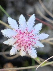 Actinotus forsythii