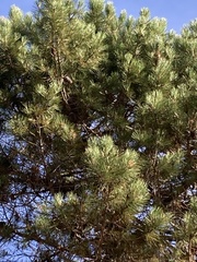 Pinus pinaster