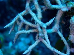 Melithaea rubrinodis