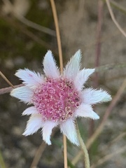 Actinotus forsythii