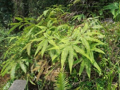 Dicranopteris curranii