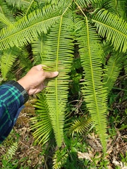 Dicranopteris curranii