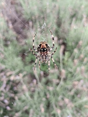 Neoscona