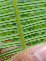 Dicranopteris curranii