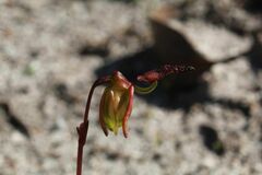 Caleana nigrita