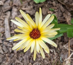 Calendula officinalis