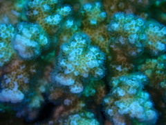 Pocillopora
