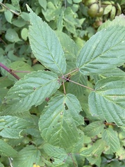 Rubus canadensis