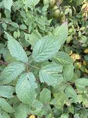 Rubus canadensis