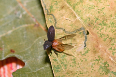 Trox scaber