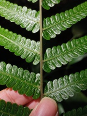 Mesophlebion chlamydophorum