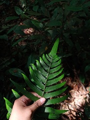 Mesophlebion chlamydophorum