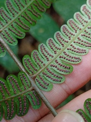 Mesophlebion chlamydophorum