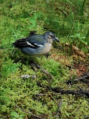 Fringilla coelebs moreletti