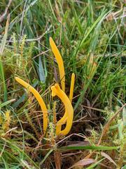 Clavulinopsis helvola