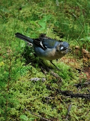 Fringilla coelebs moreletti