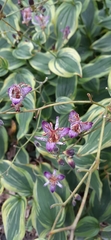 Tricyrtis