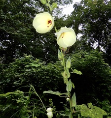 Abelmoschus esculentus