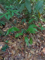 Tectaria singaporiana