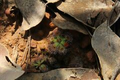 Drosera pulchella