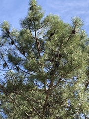 Pinus pinaster