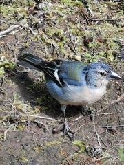 Fringilla coelebs moreletti