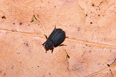 Trox scaber