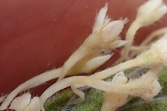 Struthiola tomentosa