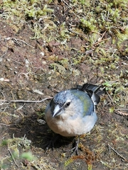 Fringilla coelebs moreletti