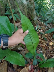 Tectaria singaporiana