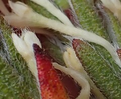 Struthiola tomentosa