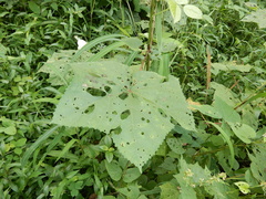 Abelmoschus esculentus