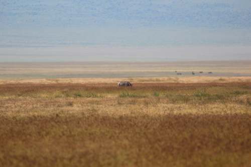 Black rhinoceros