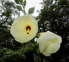 Abelmoschus esculentus