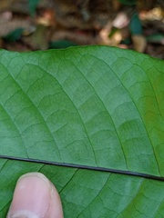 Tectaria singaporiana