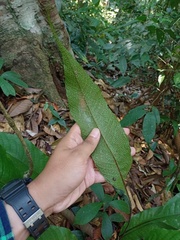 Tectaria singaporiana