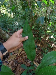 Tectaria singaporiana