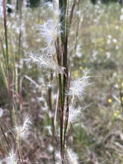 Andropogon virginicus