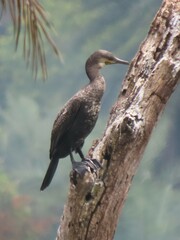 Phalacrocorax fuscicollis