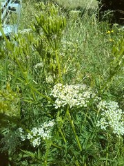 Chaerophyllum aureum