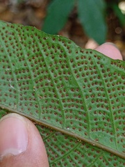 Tectaria singaporiana