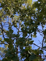 Quercus faginea