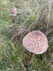 Macrolepiota procera