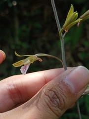 Eulophia graminea