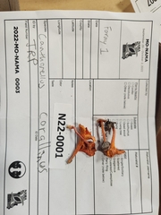 Cantharellus corallinus